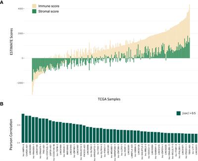 Identification of Tumor Microenvironment-Related Prognostic lncRNAs in Lung Adenocarcinoma